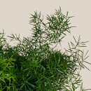 Sprenger's Asparagus Fern (Asparagus Sprengerii) - 6 Inch Indoor Houseplant