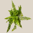 Tiger Stripe Boston Fern (Nephrolepis Exaltata 'Tiger Fern') - 6 Inch Indoor Houseplant