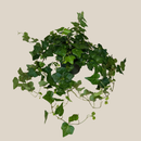 Green Ivy (Hedera Helix) - 6 Inch Indoor Houseplant