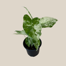 Alocasia Blizzard (Alocasia Odora 'Batik Blizzard') - 4 Inch Indoor Houseplant