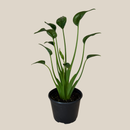Alocasia Tiny Dancer (Alocasia Brisbanensis x Alocasia Odora 'Tiny Dancer') - 6 Inch Indoor Houseplant