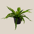 Victoria Bird's Nest Fern (Asplenium Antiquum 'Victoria') - 6 Inch Indoor Houseplant