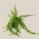 Tiger Stripe Boston Fern (Nephrolepis Exaltata 'Tiger Fern') - 6 Inch Indoor Houseplant
