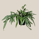 Silver Ribbon Fern (Pteris Cretica 'Albolineata') - 6 Inch Indoor Houseplant