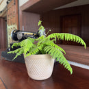 E.T. Footed Fern (Polypodium Formosanum 'Cristatum') - 6 Inch Indoor Houseplant