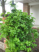Hot Air Balloon Solar Lantern