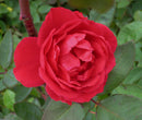 Blaze Climbing Rose (Rosa CL 'Blaze') - 3 gallon