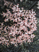 Black Lace® Elderberry (Sambucus nigra 'Eva') - 3 gallon 18"