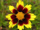 Big Bang™ Cosmic Eye Coreopsis (Coreopsis x 'Cosmic Eye') - 1 gallon