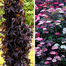 Black Tower Elderberry (Sambucus nigra 'Eiffel 1' BLACK TOWER) - 1 gallon