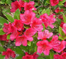 Bixby’s Northern Red Azalea (Azalea 'Bixby's Northern Red') - 3 gallon 15"