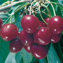 Bing Sweet Cherry (Prunus avium 'Bing') - 5 gallon 60"