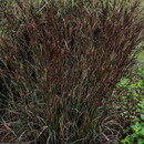 Blackhawk Big Bluestem Grass (Andropogon 'And. Blackhawks') - 1 gallon