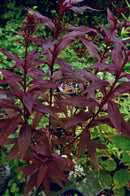 Black Truffle Cardinal Flower (Lobelia C 'Black Truffle') - QT