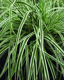 EverColor® Everest™ Sedge (Carex oshimensis 'Everest') - 1 gallon