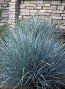 Blue Dune Lyme Grass (Leymus 'A. Blue Dune') - 1 gallon