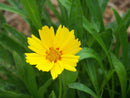 Weedout Lawn Weed Killer