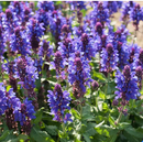 Blue Marvel Salvia (Salvia nemerosa 'Blue Marvel') - 1 gallon