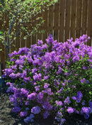 Bloomerang® Dark Purple Lilac (Syringa x 'Penda') - 3 gallon STD 12" HD
