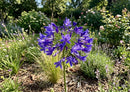 Blue African Lily (AGAPANTHUS AFRICANS BLUE) - QT