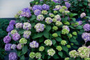 BloomStruck® Hydrangea (Hydrangea macrophylla 'Bloomstruck') - QT