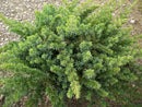 Blue Shore Juniper (Juniperus conferta 'Blue Pacific') - 1 gallon