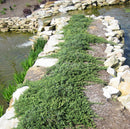 Blue Rug Juniper (Juniperus horizontalis 'Wiltoni') - 1 gallon 8"