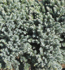 Blue Star Juniper (Juniperus squamata 'Blue Star') - 3 gallon 12"