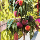 Bonanza Peach (Prunus 'Fruit Bonanza') - 3 gallon 36" TREE