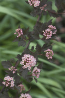 Summer Wine® Ninebark (Physocarpus opulifolius 'Seward') - 3 gallon 15"