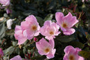 Blushing Knock Out® Rose (Rosa K.O 'Radyod') - 3 gallon