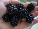 Triple Crown Thornless Blackberry (Rubus fruticosus 'Triple Crown') - 1 gallon 10"