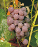 Canadice Grape (Vitis canadice 'Canadice') - 1 gallon