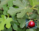 Brown Turkey Fig (Ficus brown 'Brown Turkey') - 3 gallon 12"