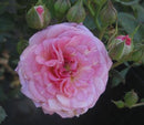 Sweet Drift® Rose (Rosa 'Drift Meiswetdom') - 1 gallon