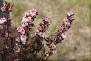 Tiny Wine® Ninebark (Physocarpus opulifolius 'SMPOTW') - 2 gallon 15"