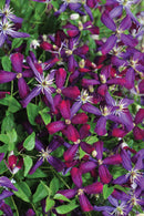 'Sweet Summer Love' Clematis (Clematis 'Sweet Summer Love') - QT