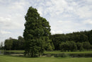 Baldcypress (Taxodium distichum) - 3 gallon 36"