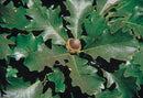 Bur Oak (Quercus macrocarpa) - 3 gallon 36-48"