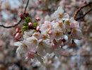 Yoshino Cherry (Prunus x yedoensis 'Yoshino') - 3 gallon 36"
