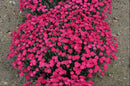 'Paint the Town Magenta' Pinks (Dianthus paint 'The Town Magenta') - 1 gallon