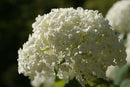Annabelle Smooth Hydrangea (Hydrangea arborescens 'Annabelle') - 3 gallon