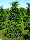 Canadian Hemlock (Tsuga canadensis) - 3 gallon
