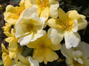 Sunny Knock Out® Rose (Rosa K.O 'Radsunny') - 3 gallon