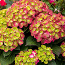 Tilt-A-Swirl® Bigleaf Hydrangea (Hydrangea macrophylla 'Tilt-A-Swirl') - 2 gallon