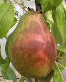 Clapp's Favorite Pear (Pyrus 'Fruit Clapp's Favorite') - 2 gallon 36"