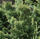 Wells Special Hinoki Cypress (Chamaecyparis obtusa 'Wells') - 3 gallon 18"
