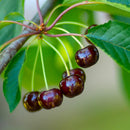 Black Tartarian Cherry (Prunus 'Fruit Black Tartarian') - 5 gallon 60"