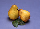 Bartlett Pear (Pyrus 'Fruit Bartlett') - 5 gallon 60"