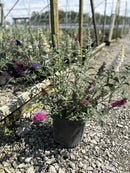 Buddleia Perfecta Trifecta (Buddleia davidii BUZZ series ‘Sky Blue’, ‘Hot Raspberry’, “ivory’) - QT